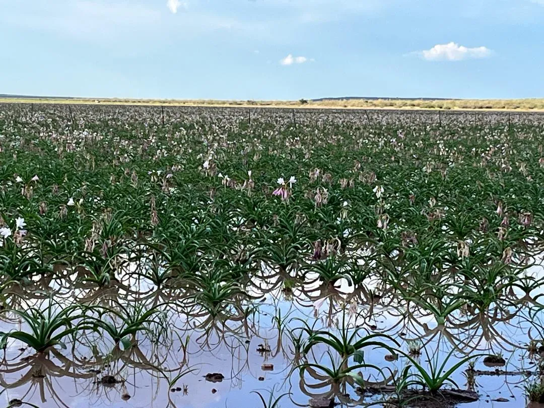 Lilies