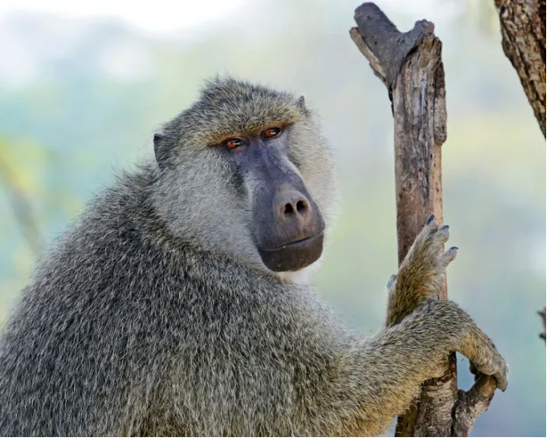 Mischievous baboon.