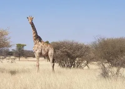 Hendrik-and-Trudi-Safaris-and-Tours-Gallery-005