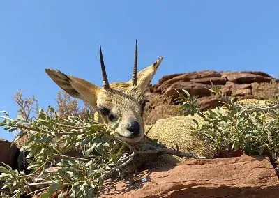 Hendrik-and-Trudi-Safaris-and-Tours-HUNTERS-GALLERY-005