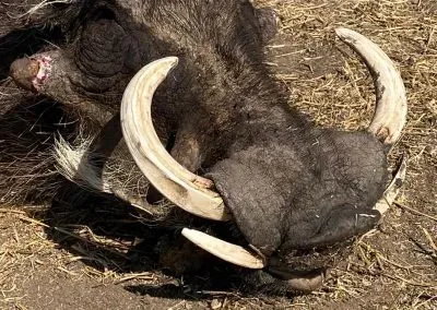 Hendrik-and-Trudi-Safaris-and-Tours-HUNTERS-GALLERY-016