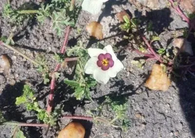 Hendrik & Trudi Safaris