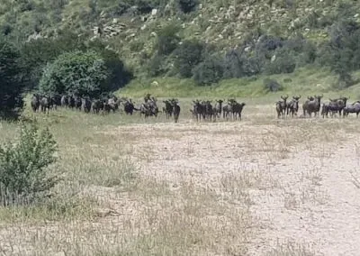 Hendrik & Trudi Safaris