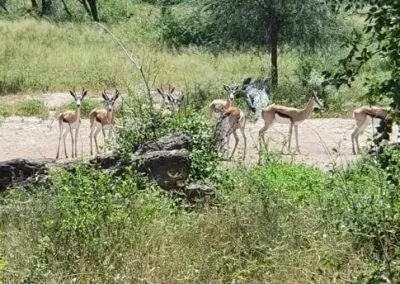 Hendrik & Trudi Safaris Wild life