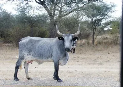 Hendrik & Trudi Safaris
