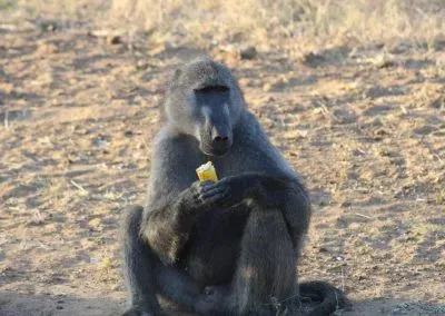 Hendrik & Trudi Safaris