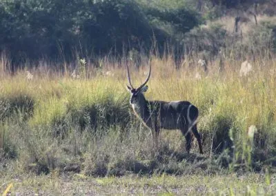 Hendrik & Trudi Safaris