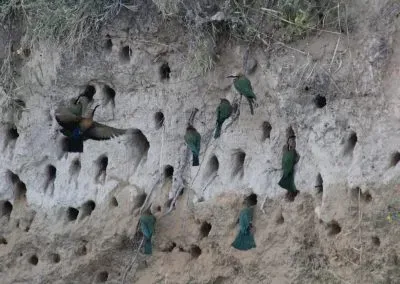 Hendrik & Trudi Safaris