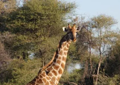 Hendrik & Trudi Safaris