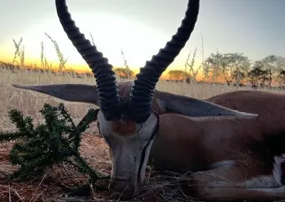 Hendrik-and-Trudi-Safaris-Extra-Hunting-Gallery-006