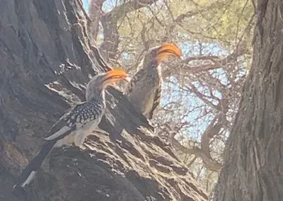 Hendrik-and-Trudi-Safaris-Wildlife-Photo