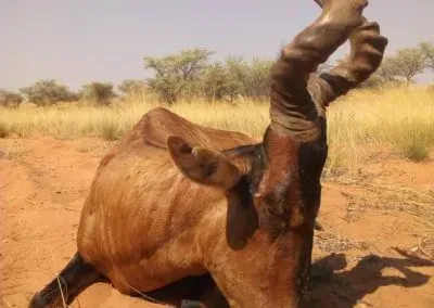 Hendrik-and-Trudi-Safaris