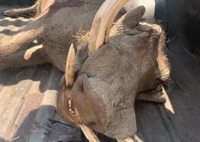 Hendrik and Trudi Safaris