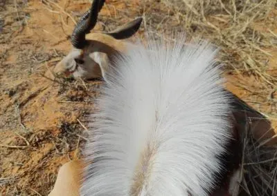 Hendrik and Trudi Safaris buck