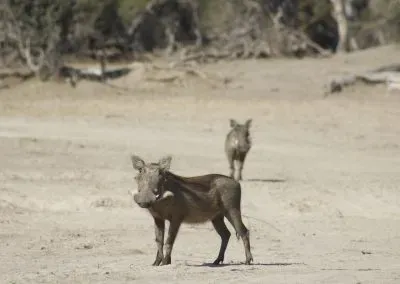 Photograph of warthogs.