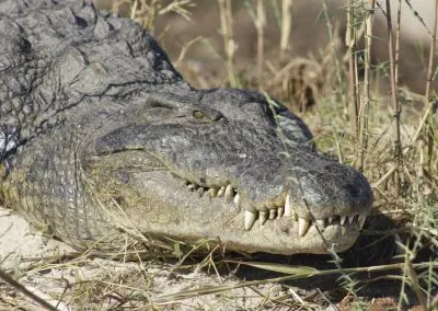 Photograph of a crocodile.