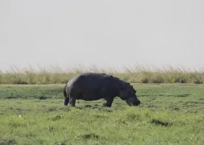 Photograph of a hippopotamus.