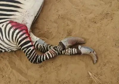 Zebra with broken, brittle hooves