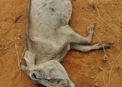 Emaciated warthog